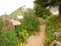 2013-08-18_Regina-F-Rau_Schachen_Alpengarten (703).JPG